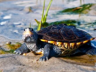 Why Do Barnacles Attach To Turtles