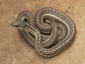 How To Get Rid Of Garter Snakes Without Killing Them