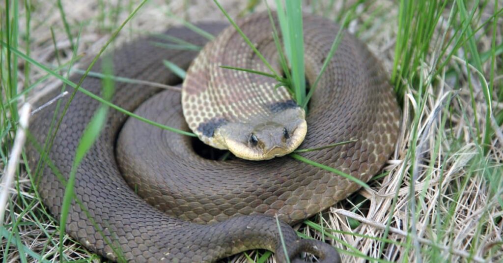 Hognose Snakes Poisonous