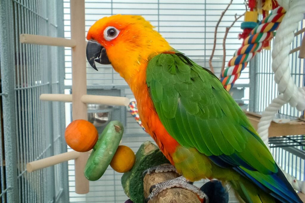 Where To Get Parrots