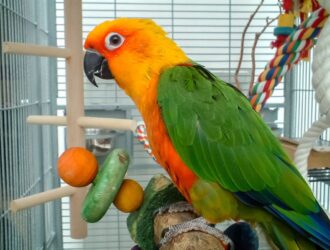 Where To Get Parrots
