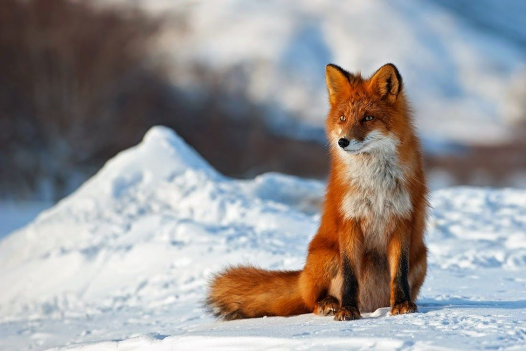 Foxes With Black Legs