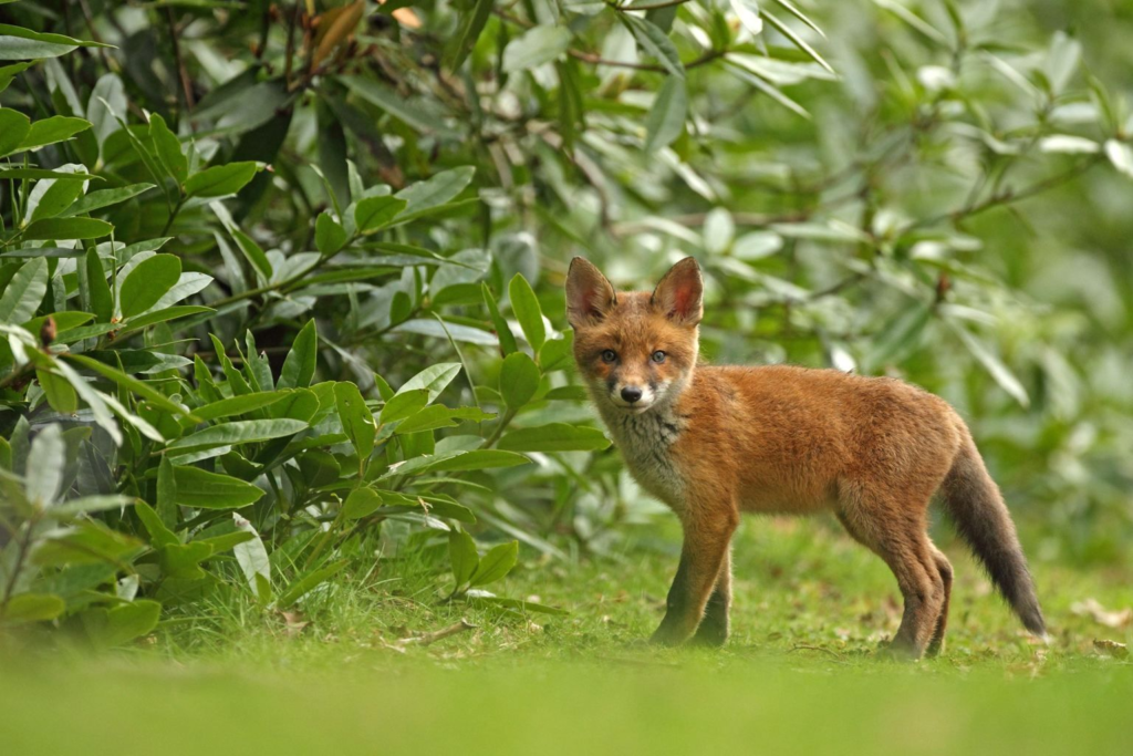 Red Foxes In Tennessee