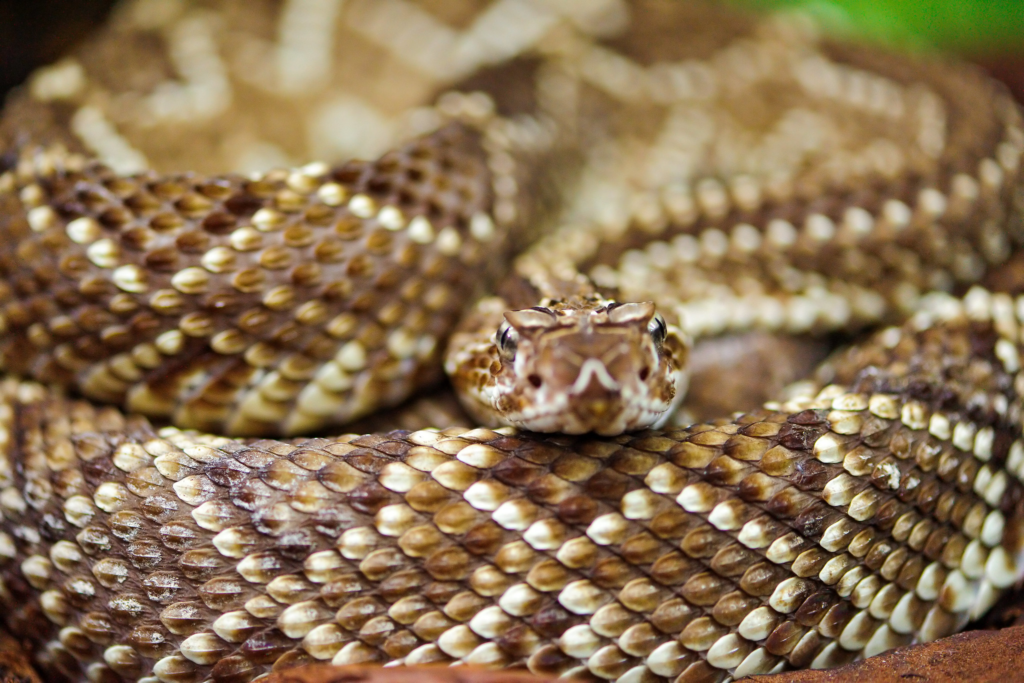 Brown Snakes With Diamond Pattern