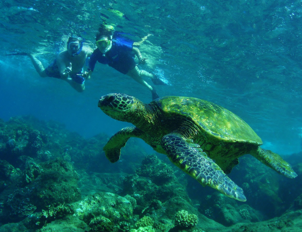 Snorkel With Turtles