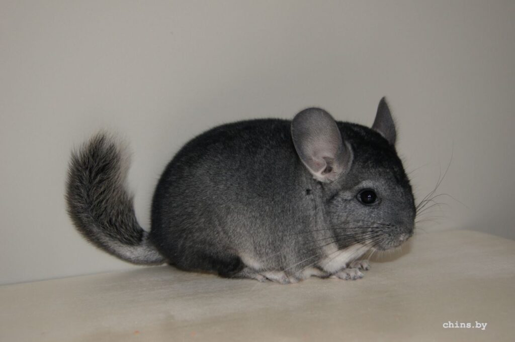 How Fast Does A Chinchilla Run