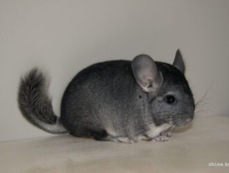 How Fast Does A Chinchilla Run