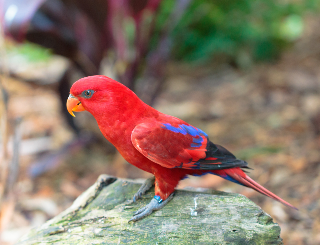 Small Red Parrots