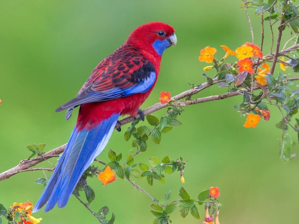 Small Red Parrots