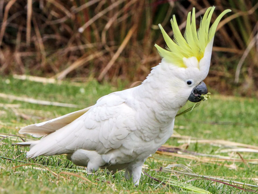 Umbrella Cockatoo Parrots For Sale