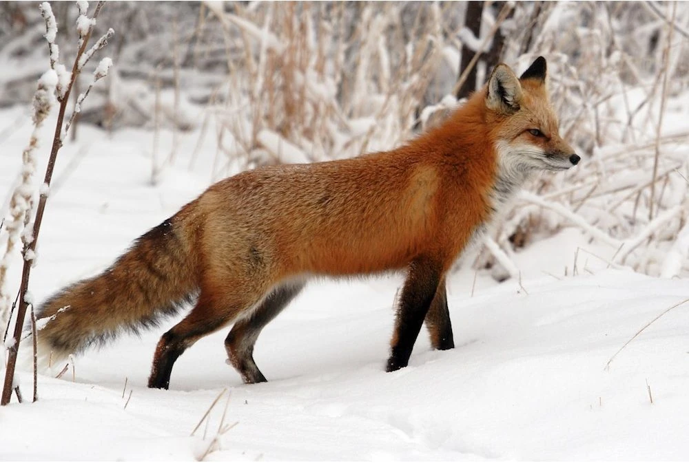 Foxes With Black Legs