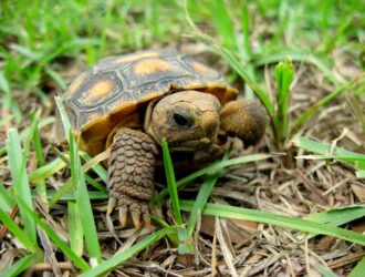 How Long Do Gopher Turtles Live