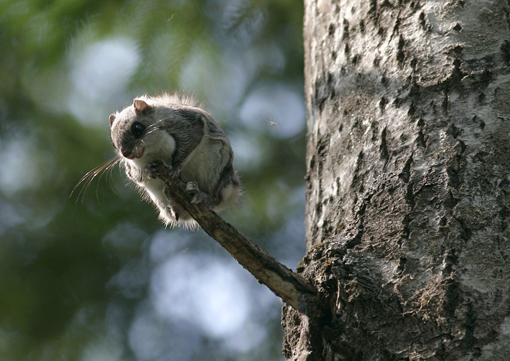 Flying Squirrels Connecticut