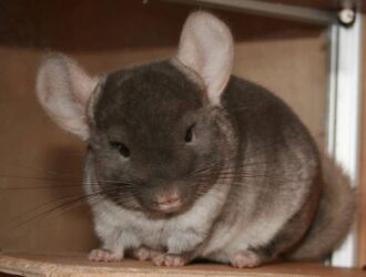 Brown Velvet Chinchilla