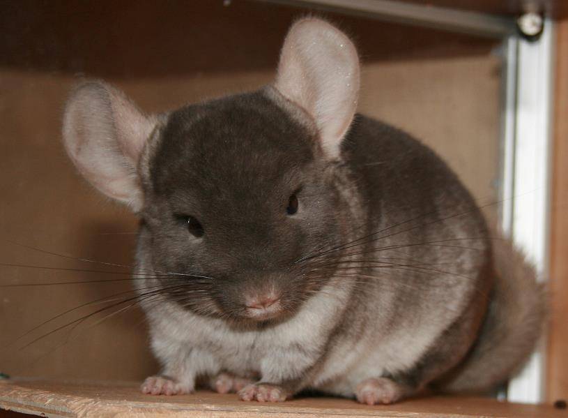 Brown Velvet Chinchilla