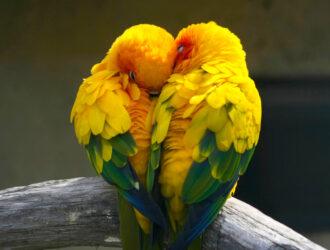Parrots For Adoption In California
