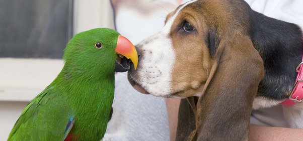 Are Parrots Smarter Than Dogs