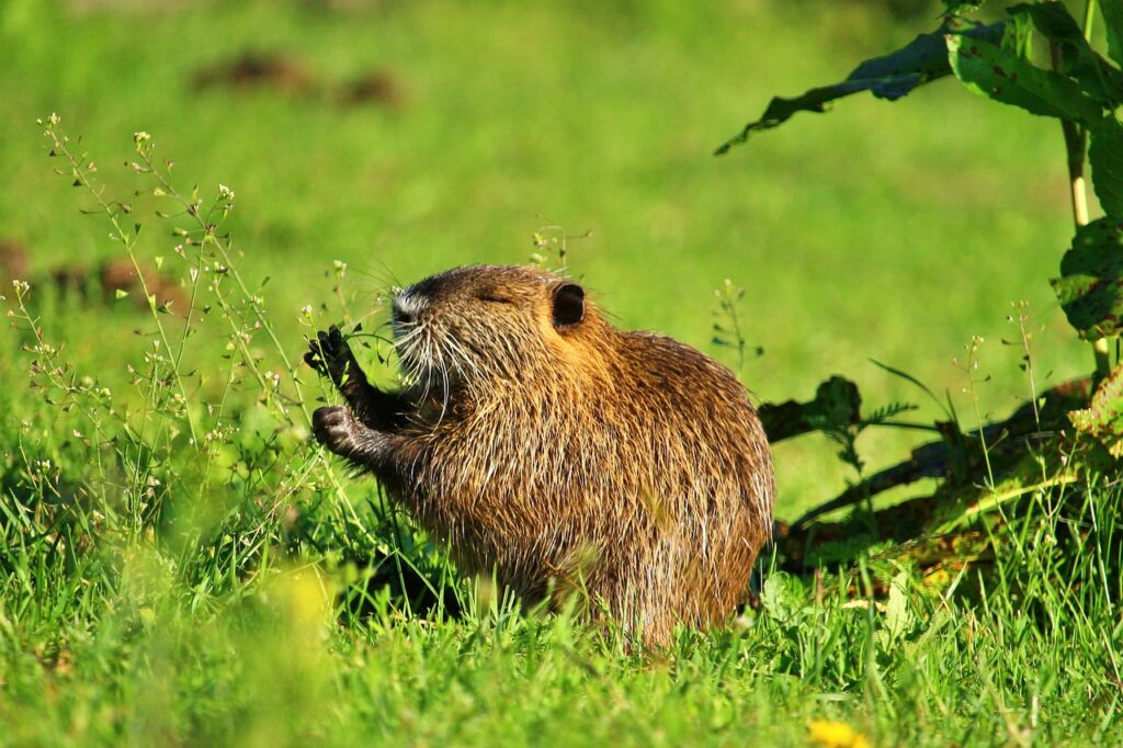 Sheared Beaver Coat