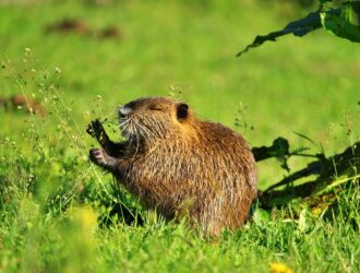 Sheared Beaver Coat