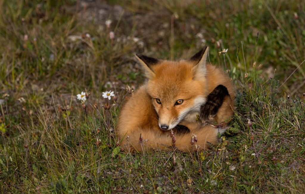 Red Foxes In Tennessee