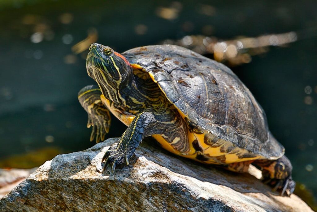 Can Red-Eared Slider Turtles Eat Bananas