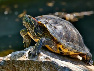 Can Red-Eared Slider Turtles Eat Bananas