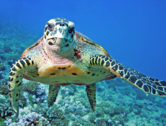 What Do Aquarium Turtles Eat