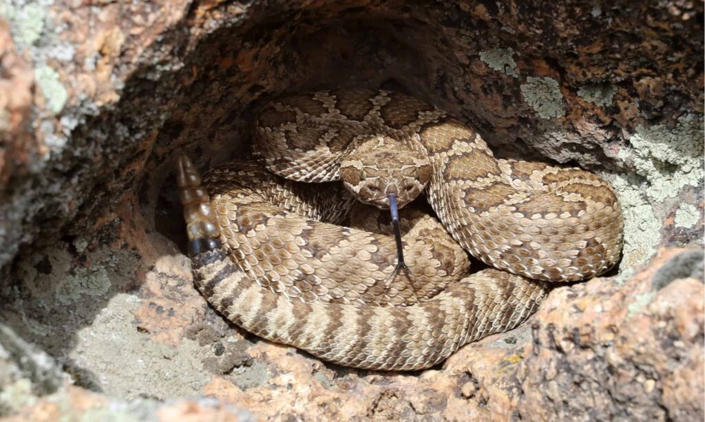 Snakes Of Northern Nevada