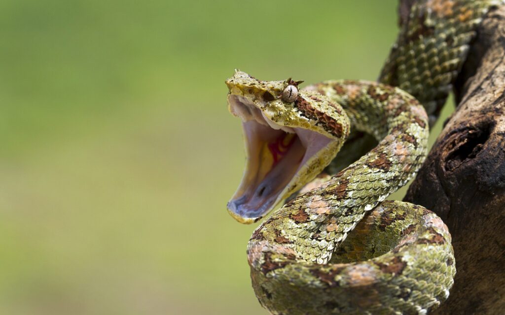 Can Snakes Bite Through Rubber Boots