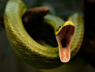 Why Do Snakes Yawn