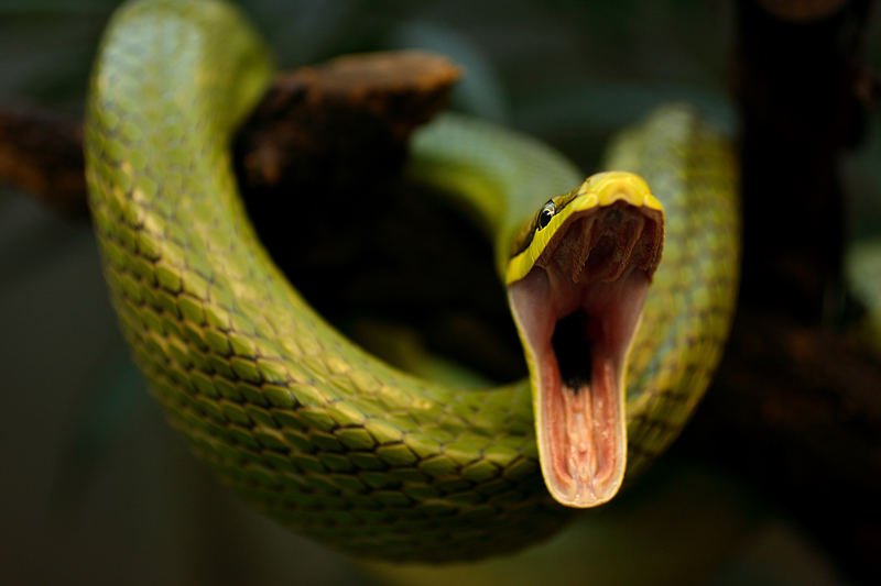 Why Do Snakes Yawn