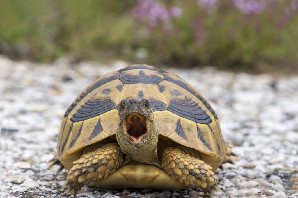 Different Types Of Turtles For Pets
