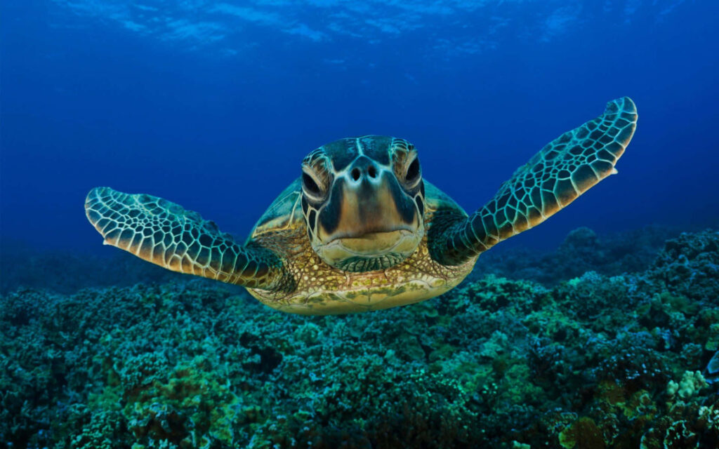 Turtles Can Breathe Underwater