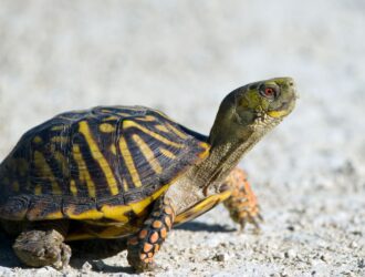 Are Turtles Amphibian Or Reptile