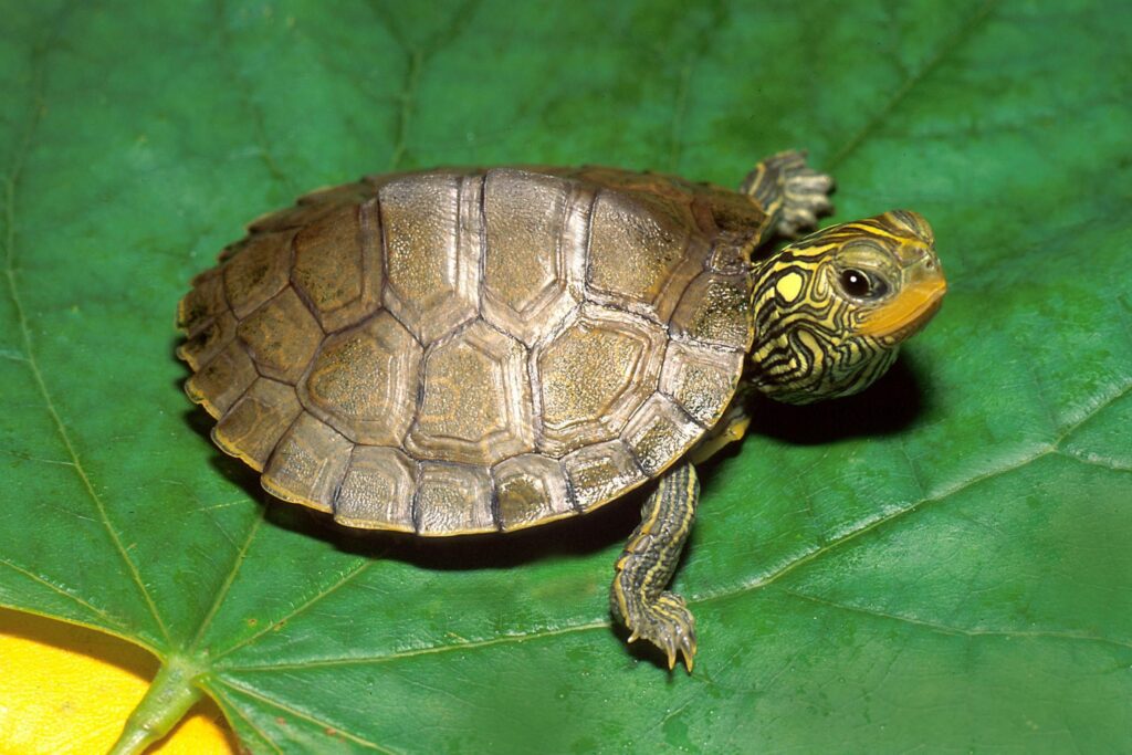 What Does Turtles' Poop Look Like