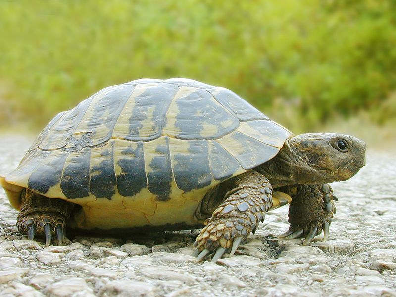 What Does Turtles' Poop Look Like