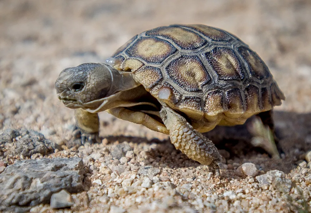 What Does Turtles' Poop Look Like