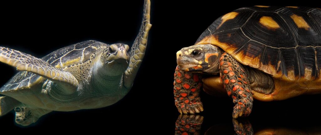 What Is The Difference Between Turtles And Tortoises
