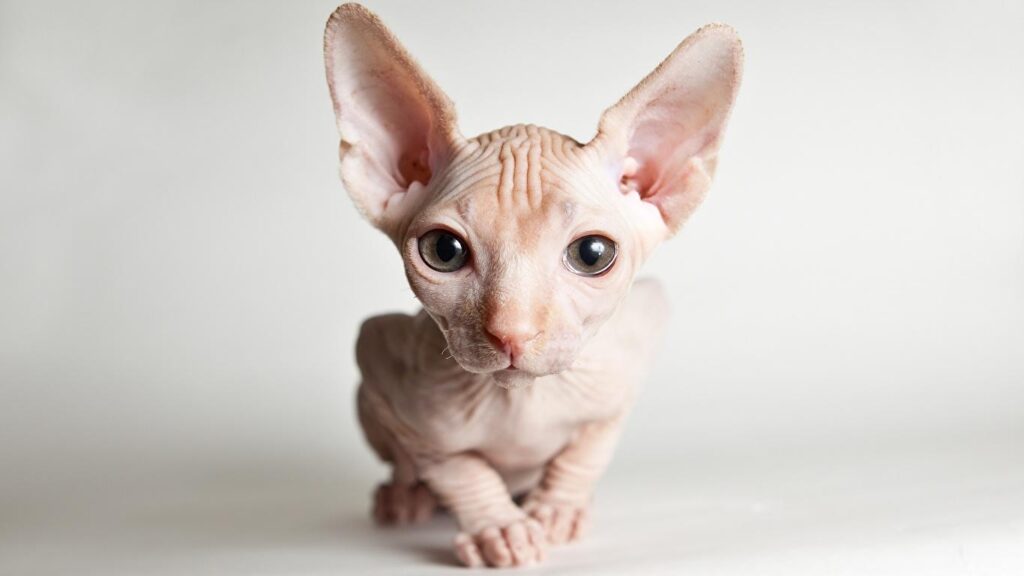 Sphynx Cats For Sale Seattle