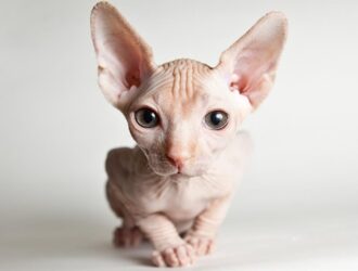 Sphynx Cats For Sale Seattle