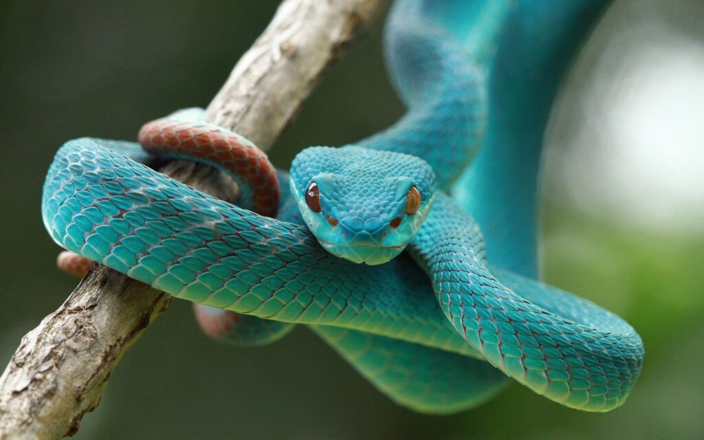 Will Wasp Spray Kill Snakes