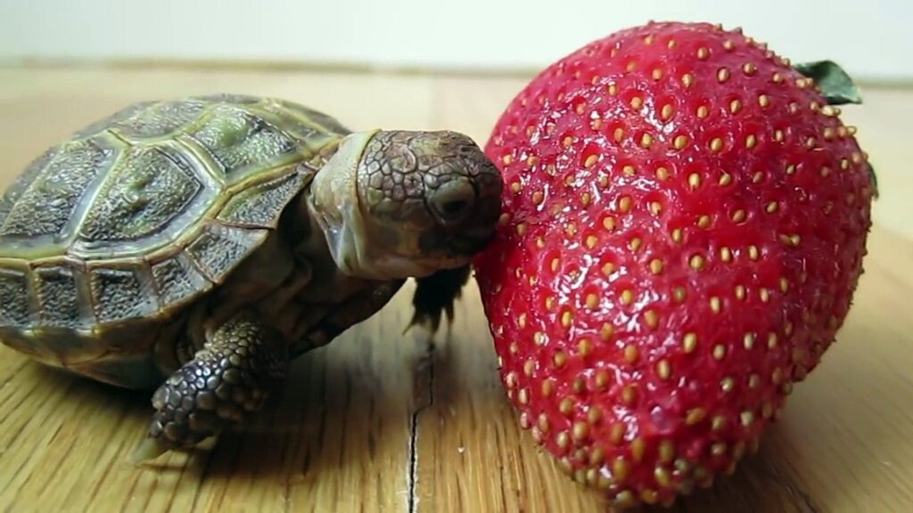 Do Turtles Eat Cherries