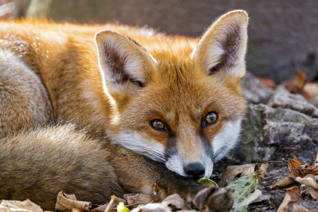 How To Repel Foxes From Chickens