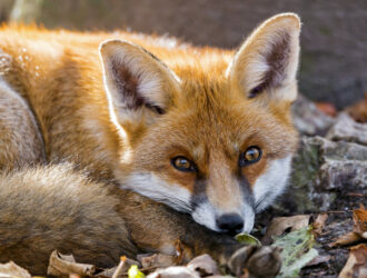 How To Repel Foxes From Chickens