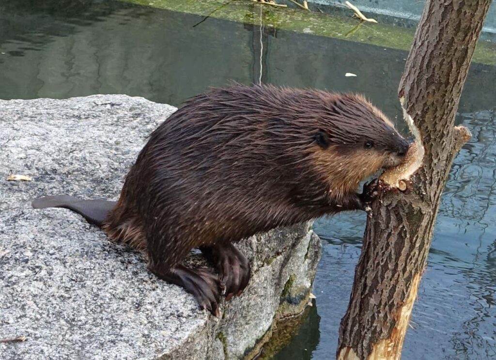 Extinct Giant Beaver