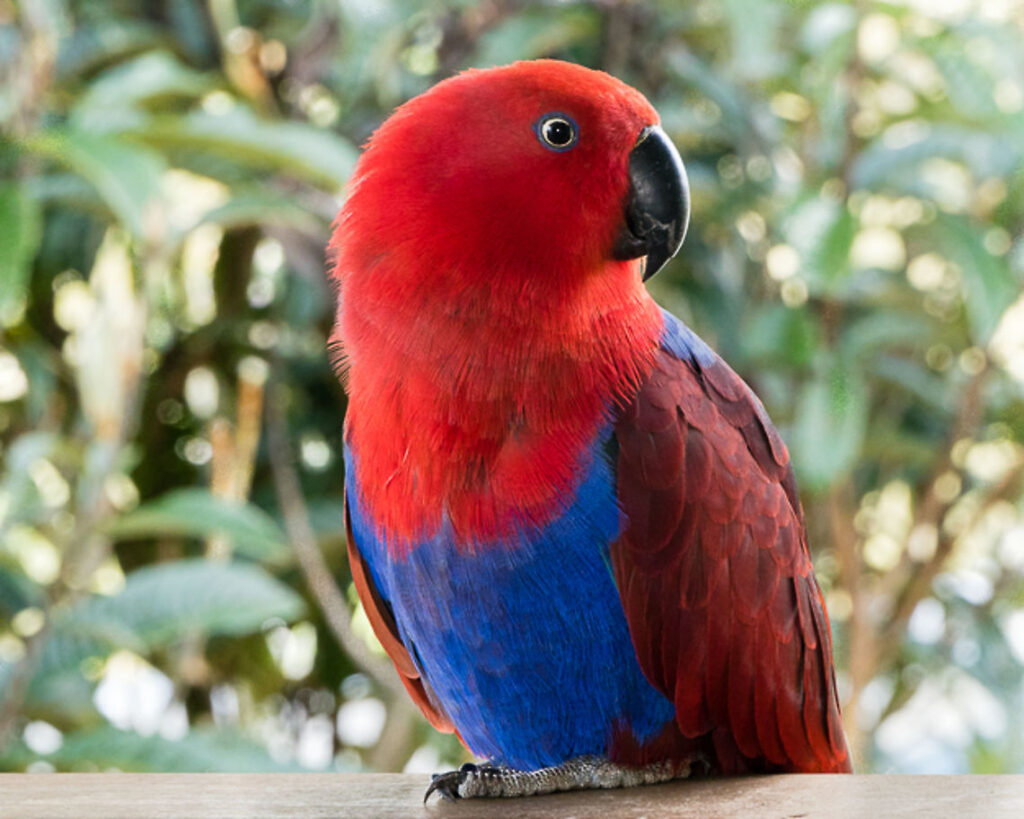 Eclectus Red Sided