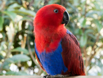 Eclectus Red Sided