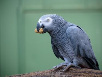 African Grey Parrots Names