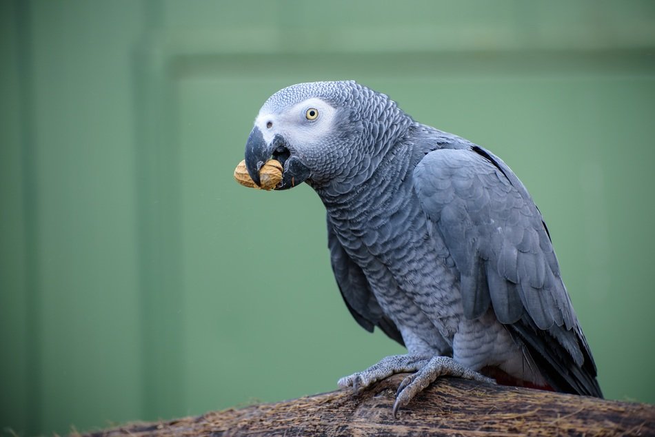 African Grey Parrots Names