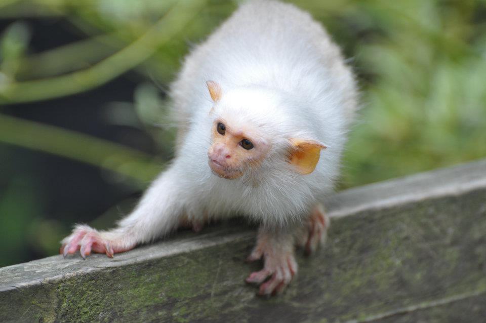 Silvery Marmosets